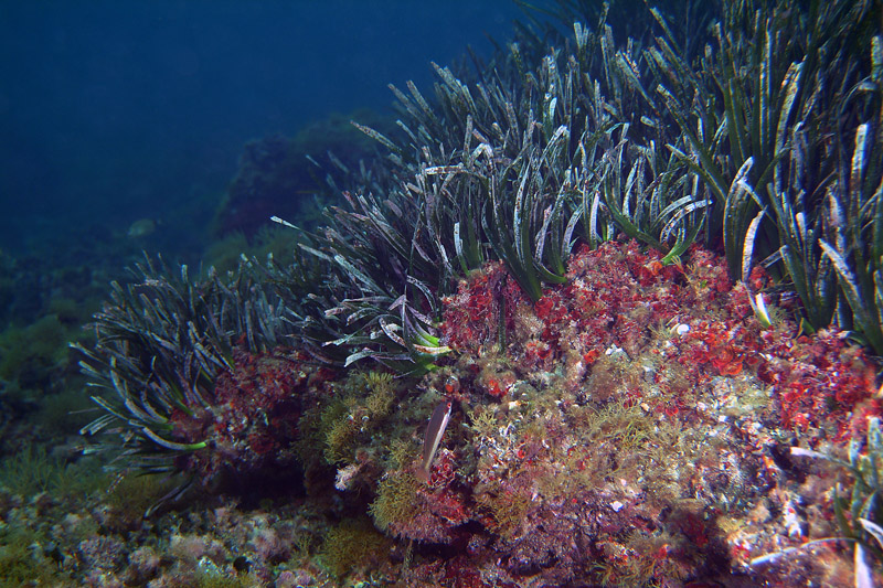 Seconda lezione: la prateria a Posidonia oceanica